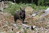 BOULEDOGUE FRANCAIS 036